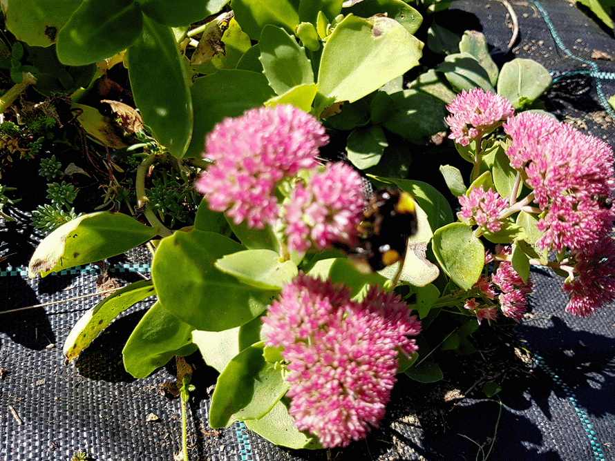 Sedum et abeilles